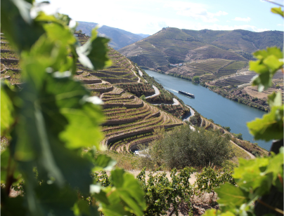 dstelecom 5G connect project