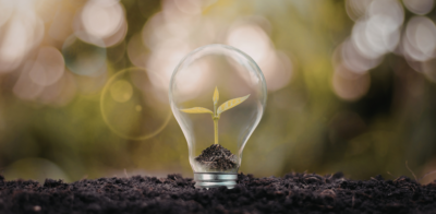 lamp with a plant growing inside